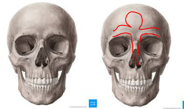 Correspondencia del Ankh en el cráneo: arcos superciliares (brazos horizontales), tabique nasal (tallo vertical) y el asa en la protuberancia frontal como puerta del Tercer Ojo